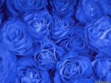 Modré-růže