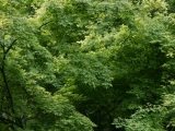 Zelen-nekoneno