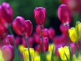 Jaro-tulipny